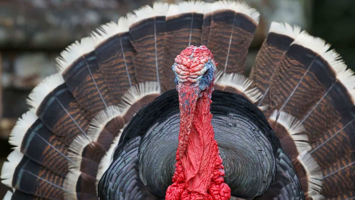 2024 Christmas Turkeys For Sale