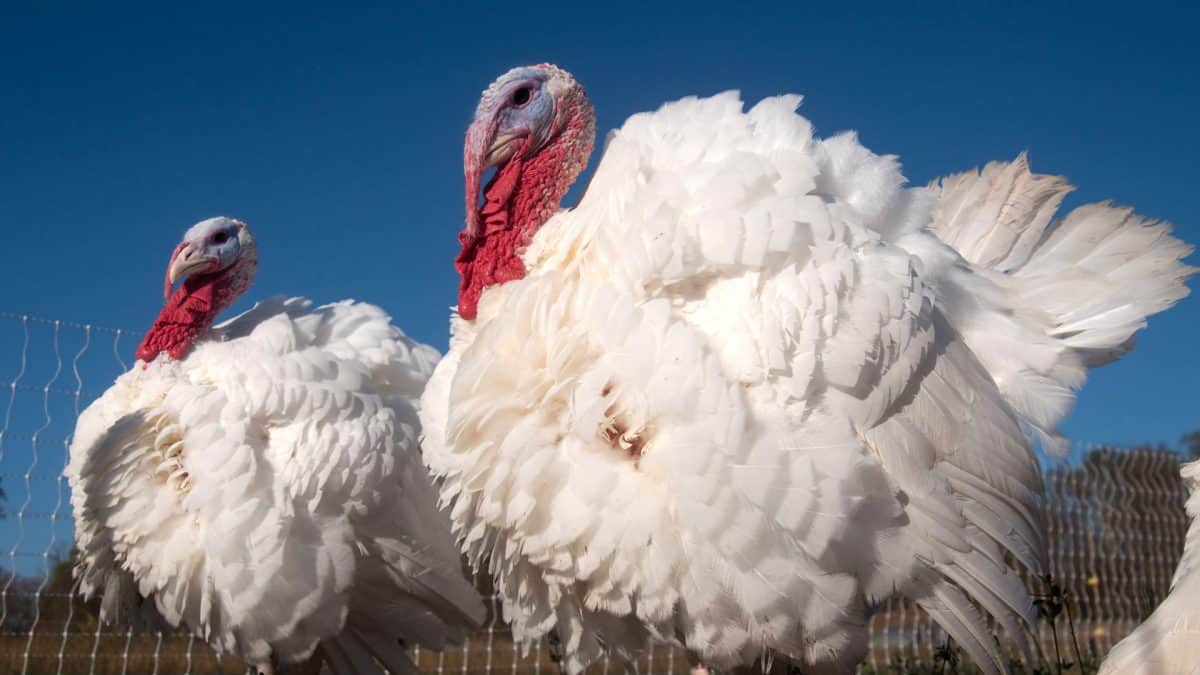 traditional white turkey